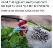 Chicken eggs.png