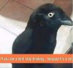 Black bird.jpg